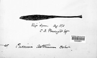Puccinia asterum image